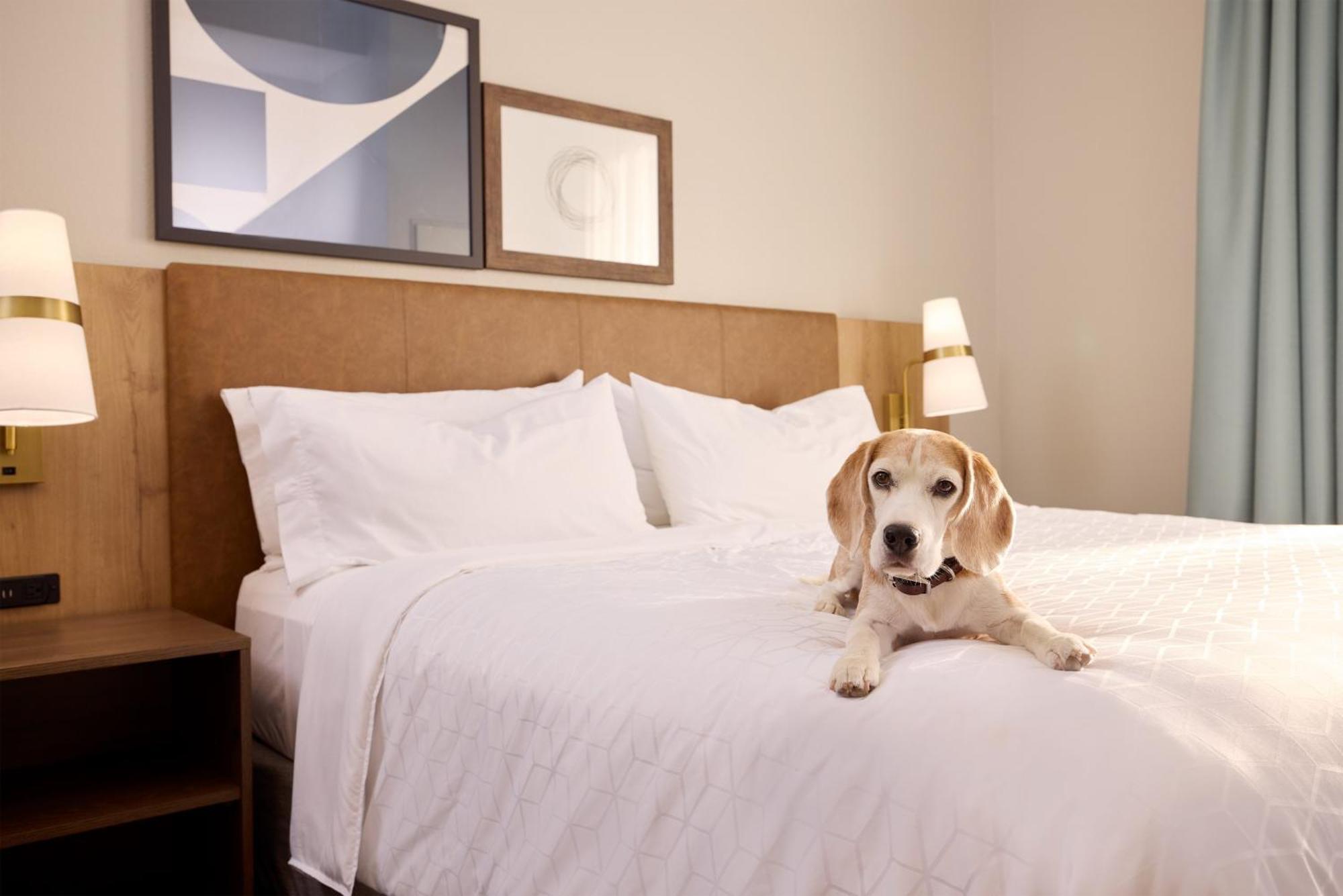 Staybridge Suites Tucson Airport By Ihg Extérieur photo